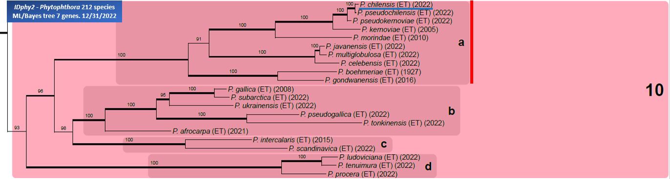    Phytophthora  spp. in subclade 10a:  portion of the seven-loci ML phylogeny featuring the type cultures of 212 described species (by T. Bourret). Notice the position of   P. chilensis  Ex-type CBS 148797 . Gloria Abad, USDA Samp;T.
